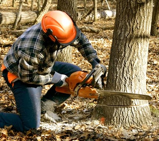 Tree Removal in Charlestown, NH